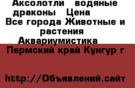 Аксолотли / водяные драконы › Цена ­ 500 - Все города Животные и растения » Аквариумистика   . Пермский край,Кунгур г.